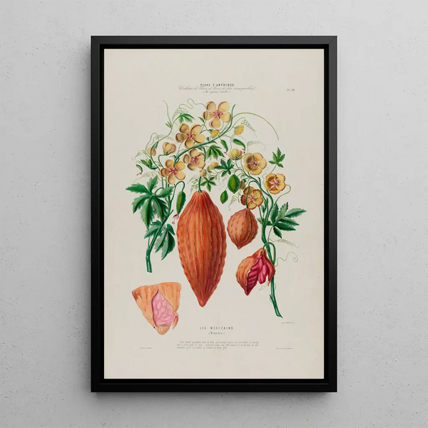 Flore d'Amérique drawn from nature on site Pl076 - Étienne Denisse — framed artwork on a wall