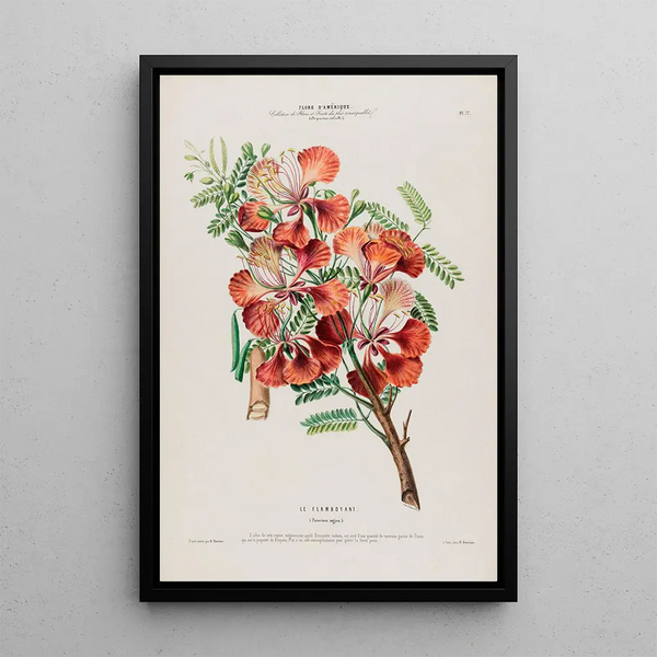 Flore d'Amérique dessinée d'après nature sur les lieux Pl077 - Étienne Denisse — framed artwork on a wall