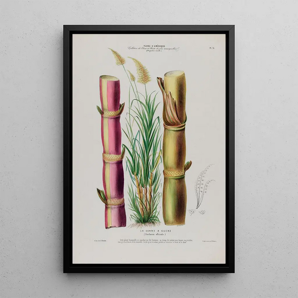 Flore d'Amérique drawn from nature on site Pl078 - Étienne Denisse — framed artwork on a wall