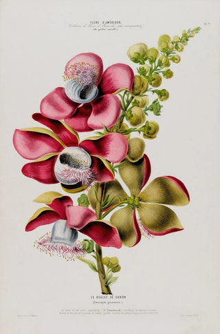 Etienne Denisse - Flore dAmerique dessinee dapres nature sur les lieux Pl079.webp