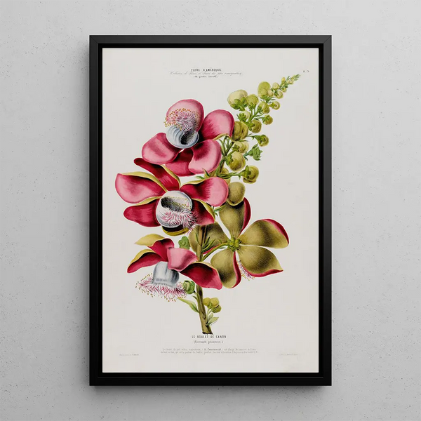 Flore d'Amérique drawn from nature on site Pl079 - Étienne Denisse — framed artwork on a wall