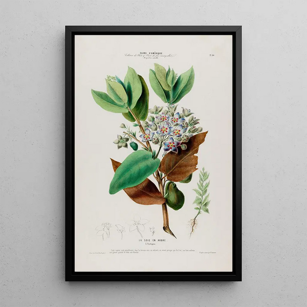 Flore d'Amérique drawn from nature on site Pl080 - Étienne Denisse — framed artwork on a wall