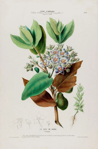 Etienne Denisse - Flore dAmerique dessinee dapres nature sur les lieux Pl080.webp