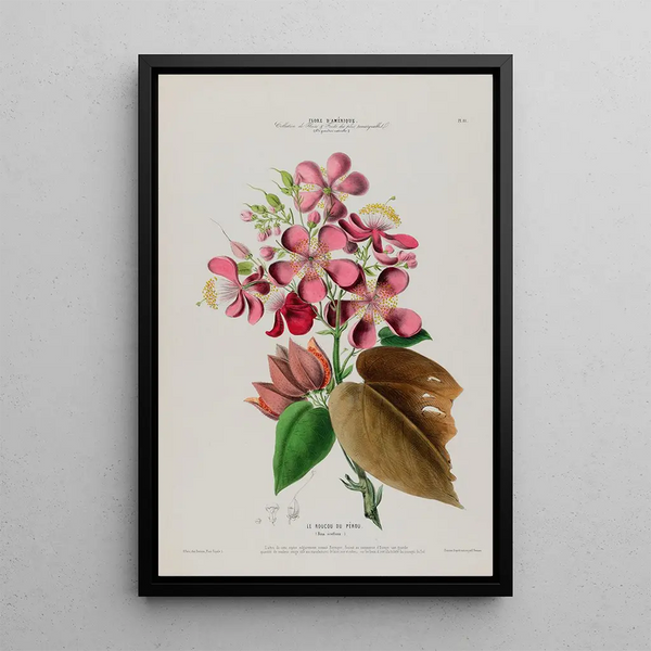 Flore d'Amérique drawn from nature on site Pl081 - Étienne Denisse — framed artwork on a wall