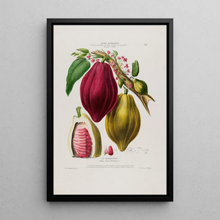 Etienne Denisse - Flore dAmerique dessinee dapres nature sur les lieux Pl082.webp