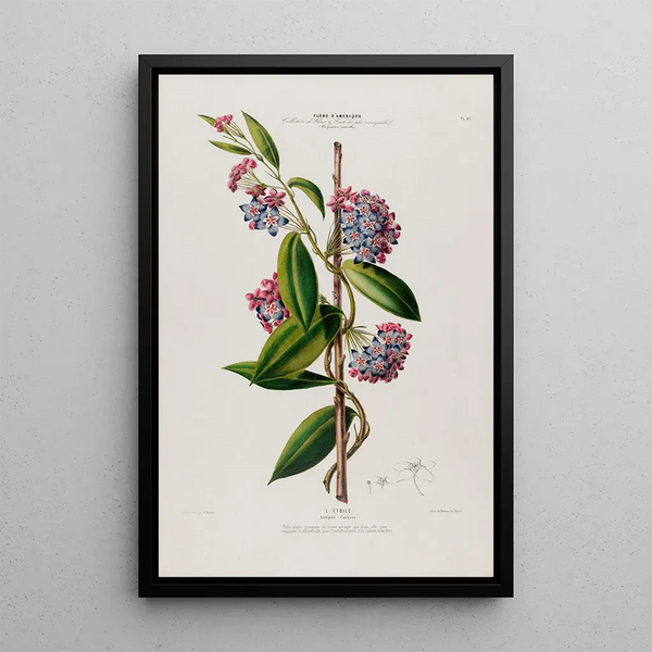 Flore d'Amérique drawn from nature on site Pl083 - Étienne Denisse — framed artwork on a wall