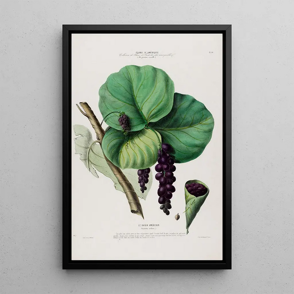 Flore d'Amérique drawn from nature on site Pl084 - Étienne Denisse — framed artwork on a wall