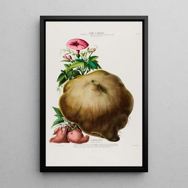 Flore d'Amérique drawn from nature on site Pl085 - Étienne Denisse — framed artwork on a wall