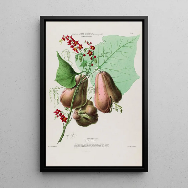 Flore d'Amérique dessinée d'après nature sur les lieux Pl086 - Étienne Denisse — framed artwork on a wall