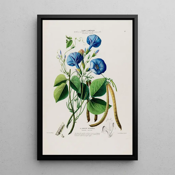 Flore d'Amérique drawn from nature on site Pl087 - Étienne Denisse — framed artwork on a wall