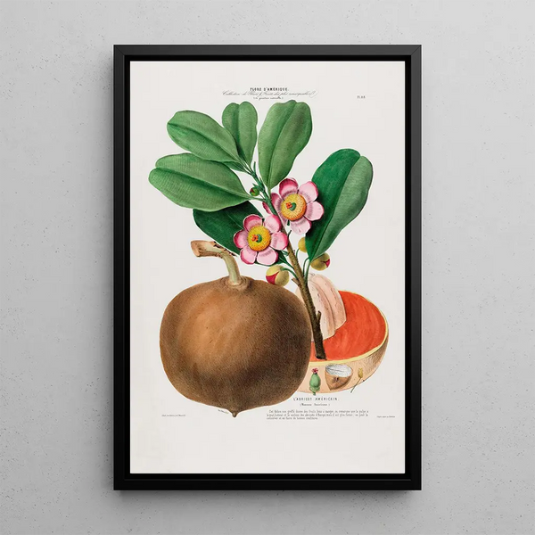 Flore d'Amérique drawn from nature on site Pl088 - Étienne Denisse — framed artwork on a wall
