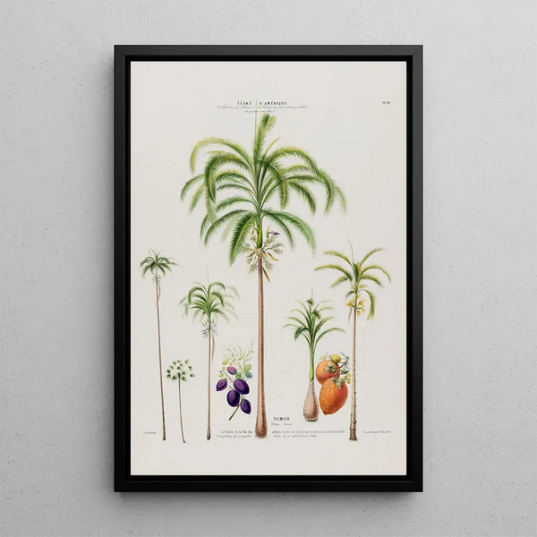Flore d'Amérique dessinée d'après nature sur les lieux Pl089 - Étienne Denisse — framed artwork on a wall