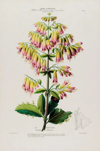 Etienne Denisse - Flore dAmerique dessinee dapres nature sur les lieux Pl090.webp