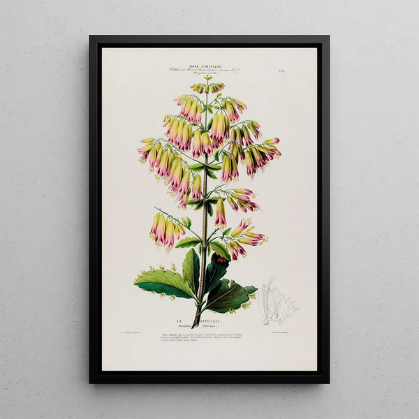 Flore d'Amérique drawn from nature on site Pl090 - Étienne Denisse — framed artwork on a wall