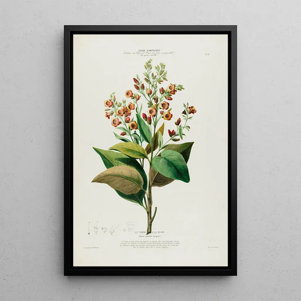 Flore d'Amérique drawn from nature on site Pl091 - Étienne Denisse — framed artwork on a wall