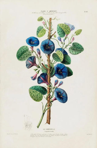 Etienne Denisse - Flore dAmerique dessinee dapres nature sur les lieux Pl092.webp