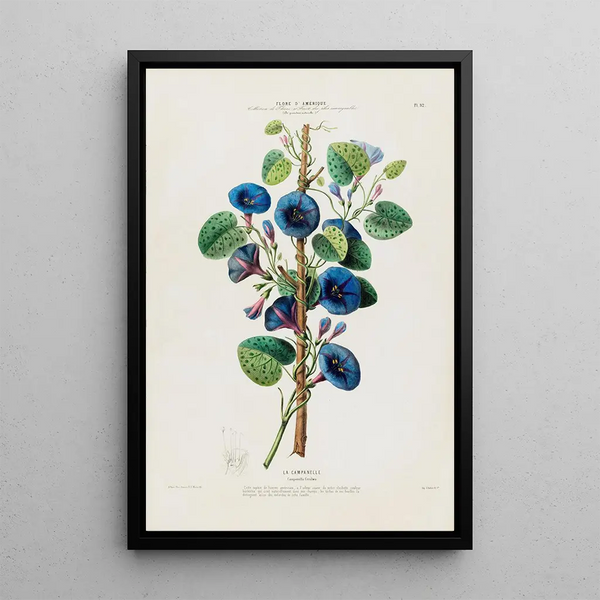 Flore d'Amérique drawn from nature on site Pl092 - Étienne Denisse — framed artwork on a wall