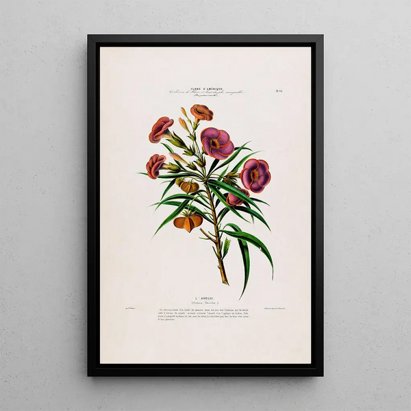 Flore d'Amérique drawn from nature on site Pl093 - Étienne Denisse — framed artwork on a wall