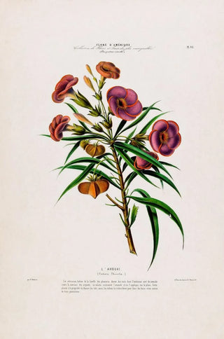 Etienne Denisse - Flore dAmerique dessinee dapres nature sur les lieux Pl093.webp