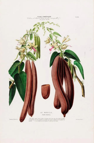 Etienne Denisse - Flore dAmerique dessinee dapres nature sur les lieux Pl094.webp