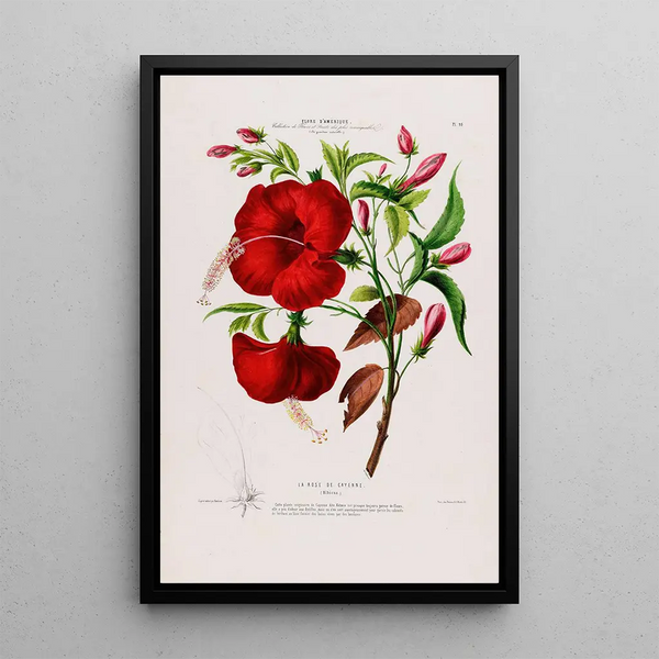 Flore d'Amérique drawn from nature on site Pl095 - Étienne Denisse — framed artwork on a wall