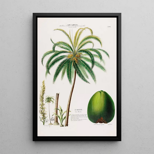 Flore d'Amérique dessinée d'après nature sur les lieux Pl096 - Étienne Denisse — framed artwork on a wall