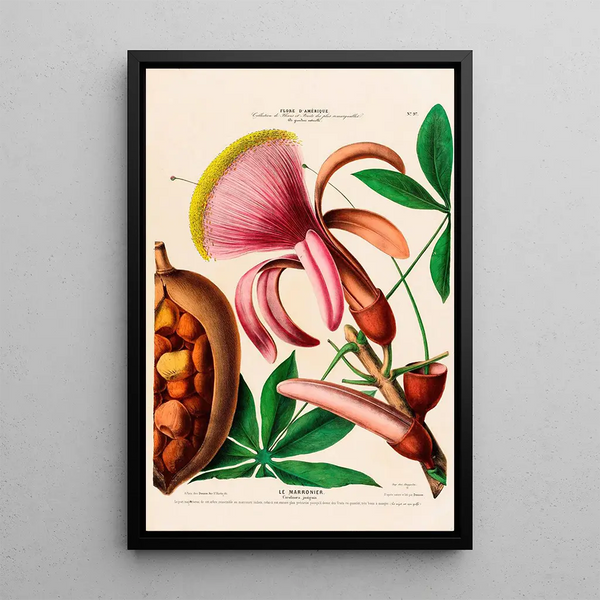 Flore d'Amérique drawn from nature on site Pl097 - Étienne Denisse — framed artwork on a wall