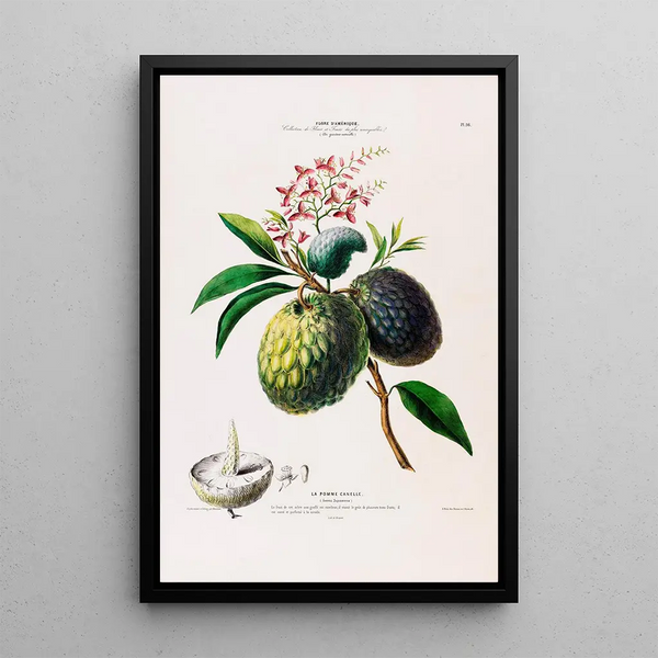 Flore d'Amérique drawn from nature on site Pl098 - Étienne Denisse — framed artwork on a wall