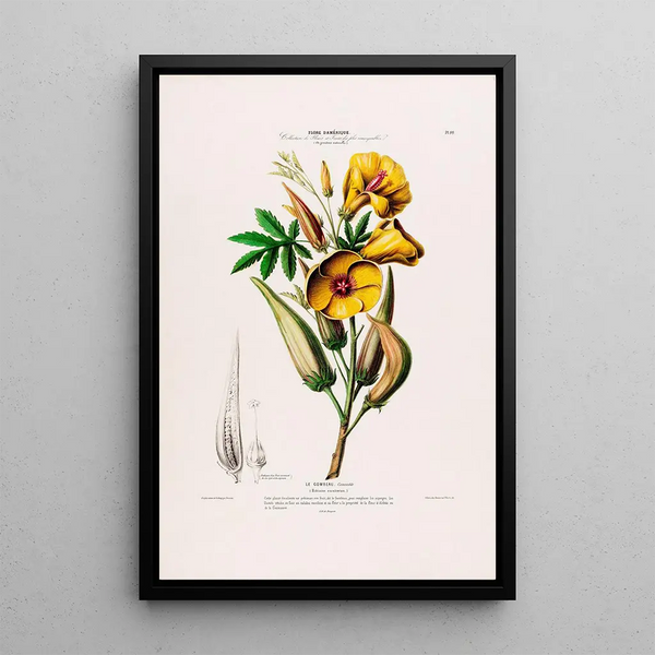 Flore d'Amérique drawn from nature on site Pl099 - Étienne Denisse — framed artwork on a wall