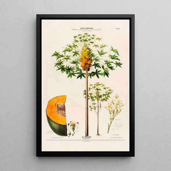 Flore d'Amérique drawn from nature on site Pl100 - Étienne Denisse — framed artwork on a wall