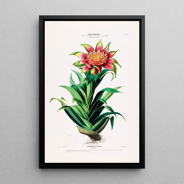 Flore d'Amérique dessinée d'après nature sur les lieux Pl101 - Étienne Denisse — framed artwork on a wall