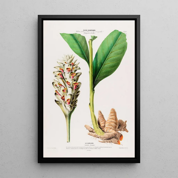 Flore d'Amérique drawn from nature on site Pl102 - Étienne Denisse — framed artwork on a wall