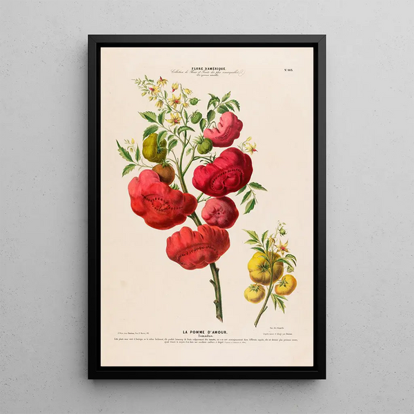 Flore d'Amérique dessinée d'après nature sur les lieux Pl103 - Étienne Denisse — framed artwork on a wall
