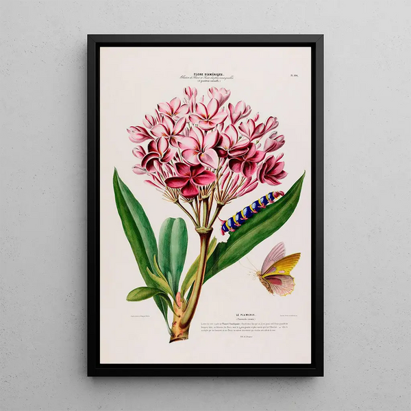 Flore d'Amérique drawn from nature on site Pl104 - Étienne Denisse — framed artwork on a wall