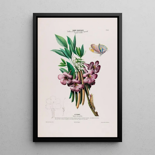 Flore d'Amérique drawn from nature on site Pl105 - Étienne Denisse — framed artwork on a wall