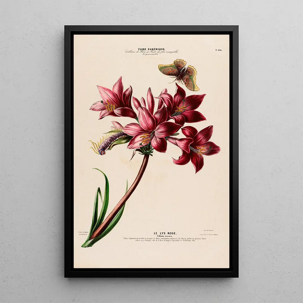 Flore d'Amérique drawn from nature on site Pl106 - Étienne Denisse — framed artwork on a wall