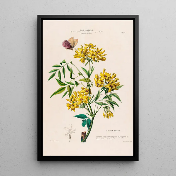 Flore d'Amérique drawn from nature on site Pl107 - Étienne Denisse — framed artwork on a wall