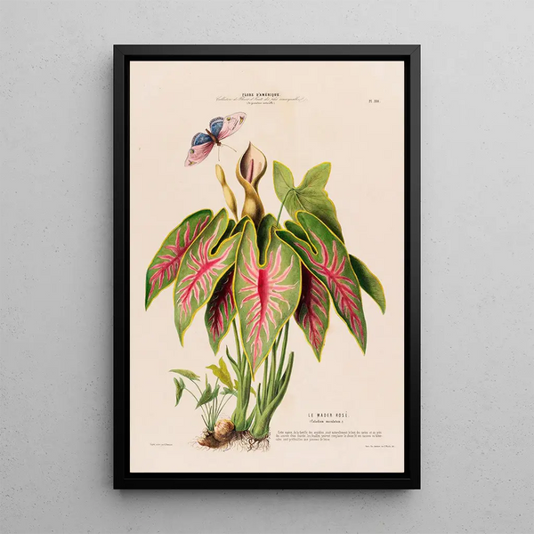 Flore d'Amérique drawn from nature on site Pl108 - Étienne Denisse — framed artwork on a wall