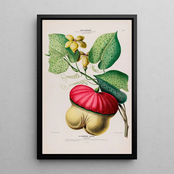Flore d'Amérique drawn from nature on site Pl109 - Étienne Denisse — framed artwork on a wall