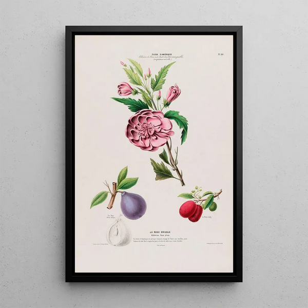 Flore d'Amérique drawing from nature on site Pl110 - Étienne Denisse — framed artwork on a wall