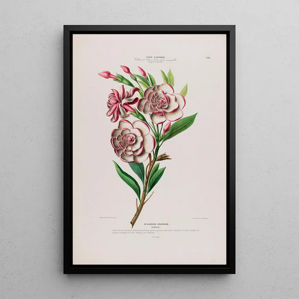 Flore d'Amérique dessinée d'après nature sur les lieux Pl111 - Étienne Denisse — framed artwork on a wall