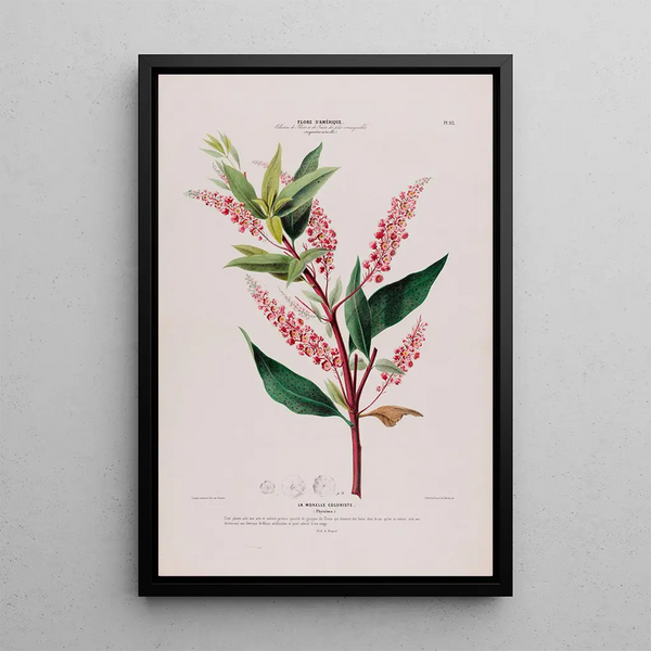 Flore d'Amérique drawn from nature on site Pl112 - Étienne Denisse — framed artwork on a wall