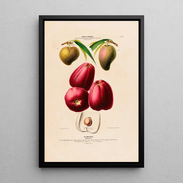 Flore d'Amérique drawn from nature on site Pl113 - Étienne Denisse — framed artwork on a wall