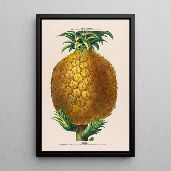 Flore d'Amérique drawn from nature on site Pl114 - Étienne Denisse — framed artwork on a wall