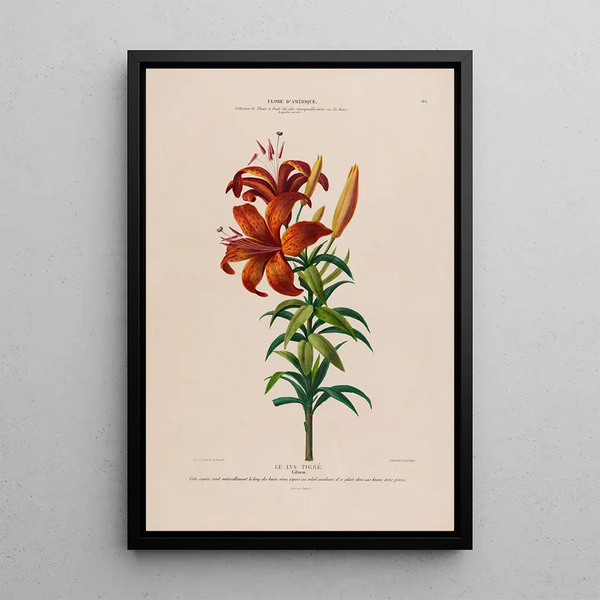 Flore d'Amérique dessinée d'après nature sur les lieux Pl115 - Étienne Denisse — framed artwork on a wall