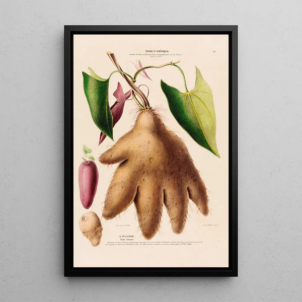 Flore d'Amérique drawn from nature on site Pl116 - Étienne Denisse — framed artwork on a wall