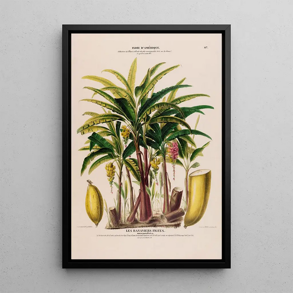 Flore d'Amérique drawn from nature on site Pl117 - Étienne Denisse — framed artwork on a wall