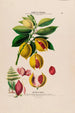 Flore d'Amérique dessinée d'après nature sur les lieux Pl118 - Étienne Denisse — artwork view