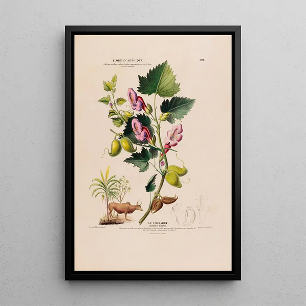Flore d'Amérique drawn from nature on site Pl119 - Étienne Denisse — framed artwork on a wall