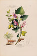 Flore d'Amérique drawn from nature on site Pl119 - Étienne Denisse — artwork view